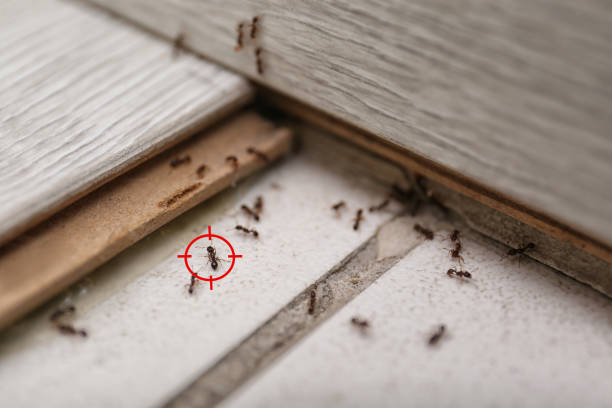 Best Best Pest Control Companies  in Ashland, NE